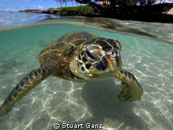 Hawaiian green sea turtle "Honu" by Stuart Ganz 